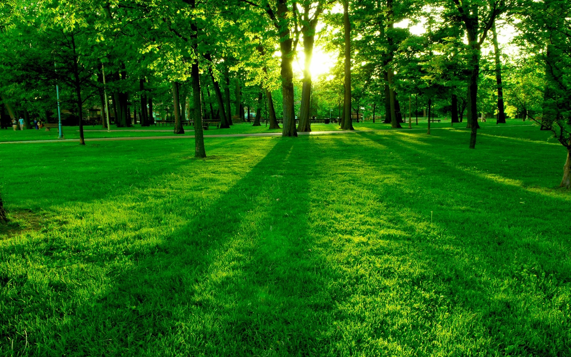 forêt herbe pelouse paysage luxuriante parc feuille nature environnement beau temps soleil aube arbre lumineux bois croissance été jardin foin sanbim saison