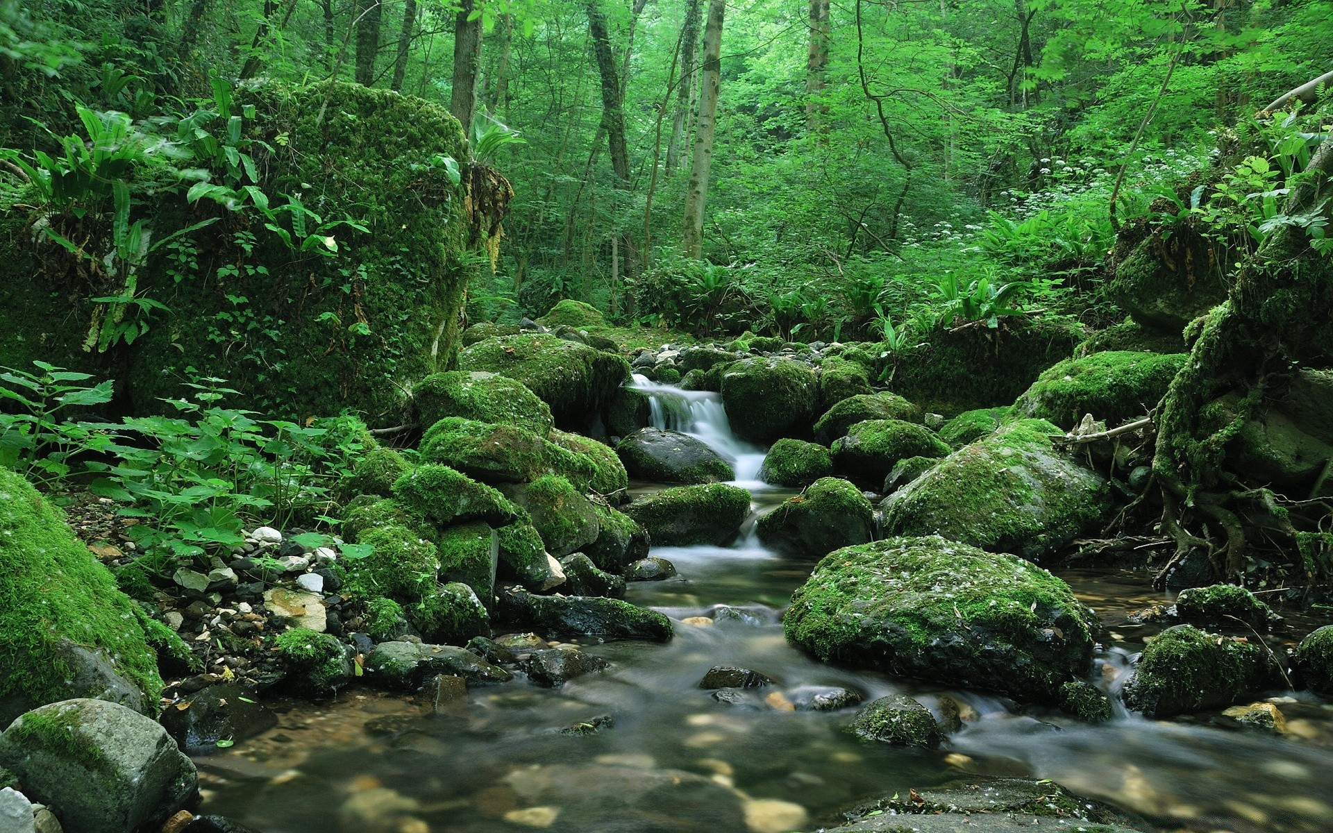 forest wood water nature moss stream leaf waterfall river landscape lush fern wild rock creek environment rainforest outdoors wet tree