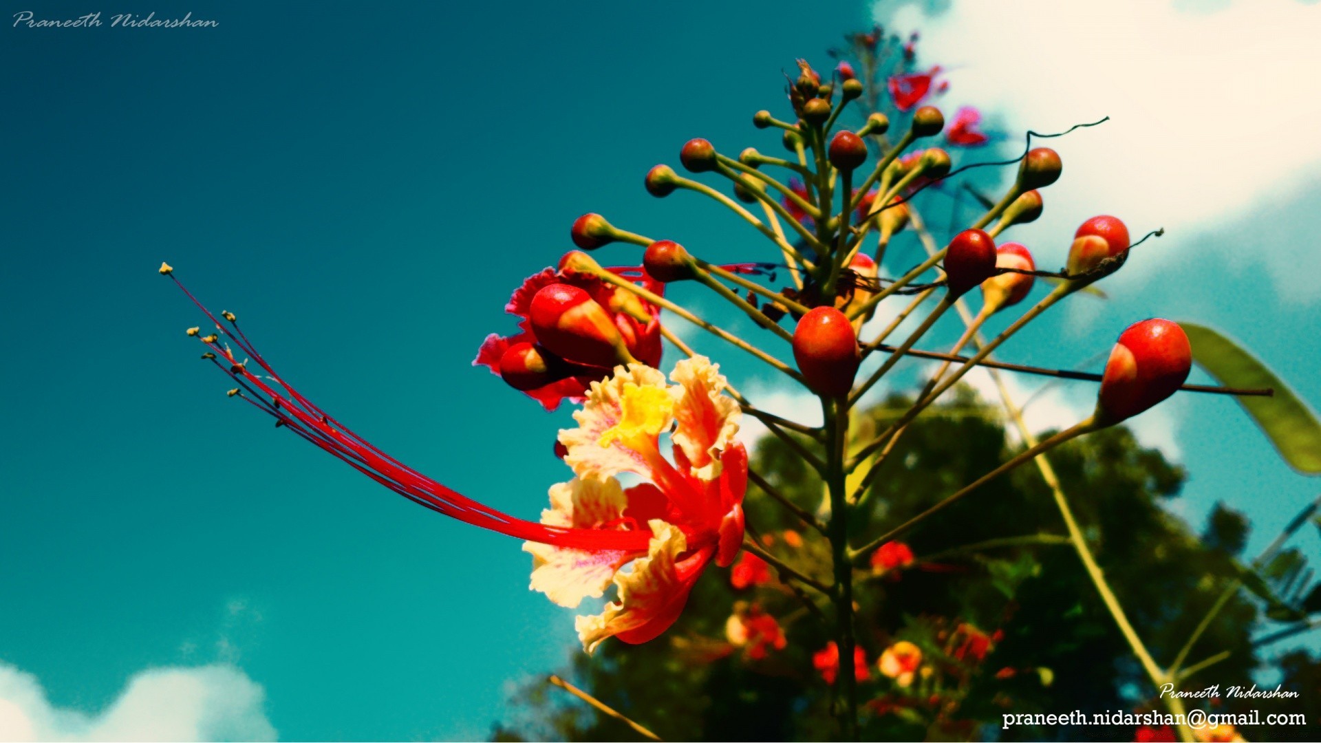 blumen natur im freien blatt flora baum blume wachstum sommer filiale hell