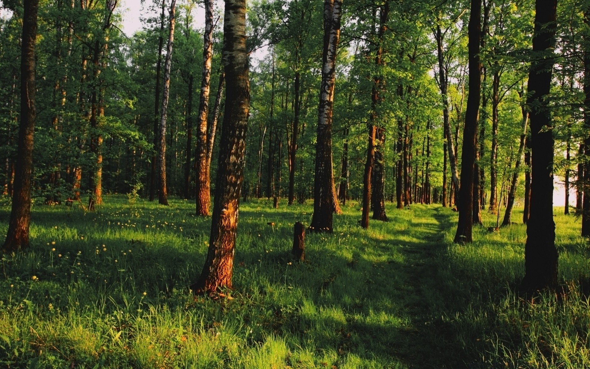 forêt bois paysage arbre nature environnement feuille parc beau temps à l extérieur saison pays flore scénique luxuriante herbe tronc croissance été soleil