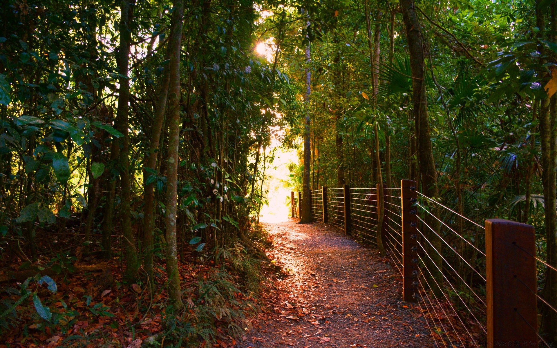 foresta legno paesaggio foglia albero luce sentiero guida alba natura nebbia sole parco nebbia all aperto bel tempo sentiero autunno strada passeggiata