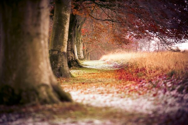 Herbstlandschaft im Wald