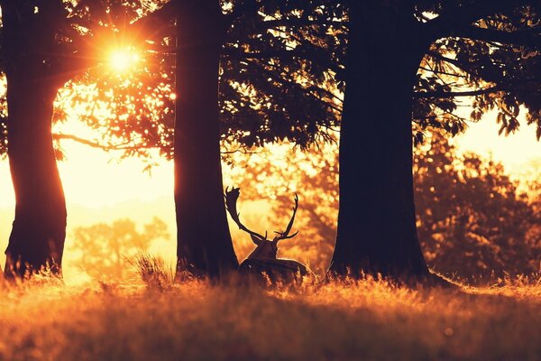 Deer in the autumn forest against the background of the rays of the sun