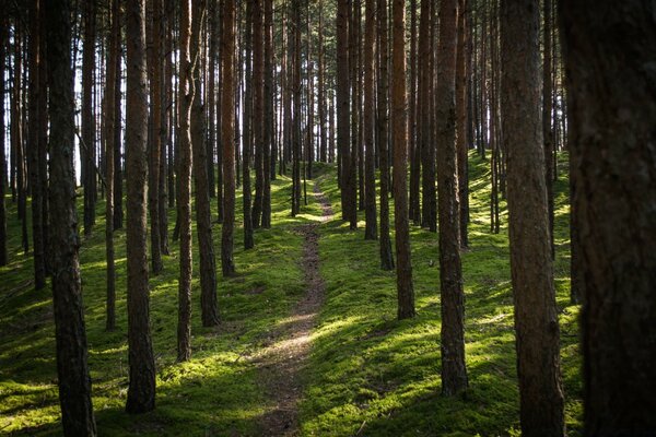 Forêt de conifères