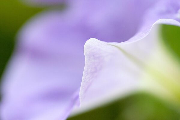 A muddy frame of a purple flower