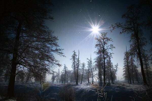 Foresta notturna sotto la neve