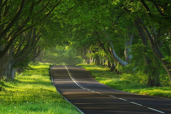 Der Weg führt in den grünen Wald