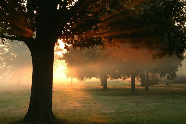 Morning park illuminated by the dawn