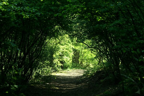 Allée envahie par la végétation dans la forêt