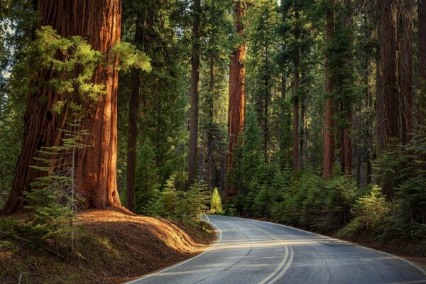 Estrada que passa na floresta papel de parede