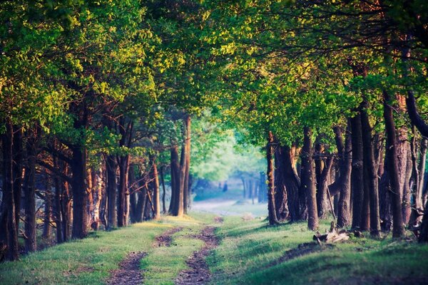 Невідома тиха лісова стежка