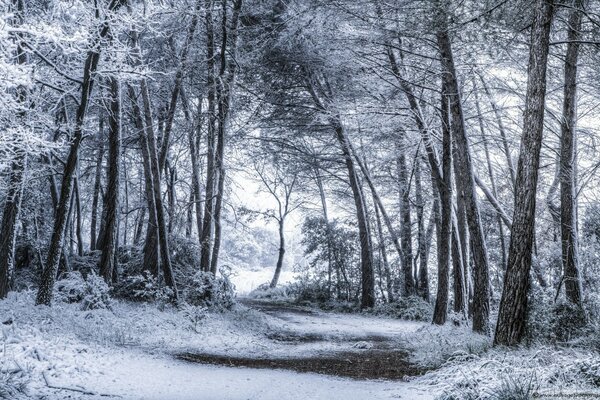 Paysage d hiver avec des arbres dans la neige