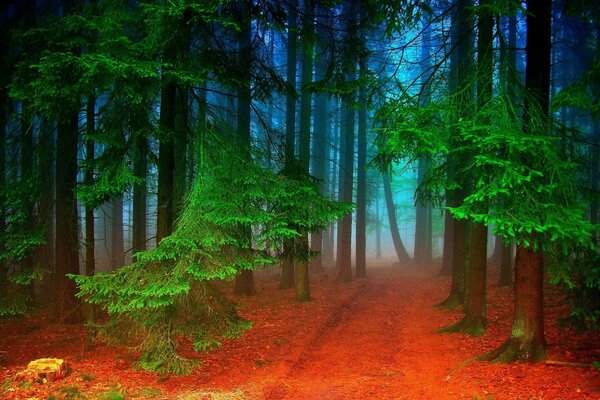 Green foliage in a woody forest