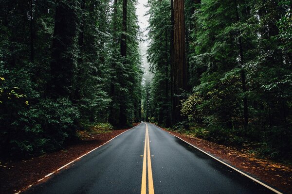 A smooth asphalt road runs through the forest