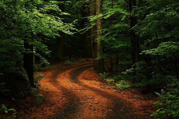 Landstraße mitten im Wald