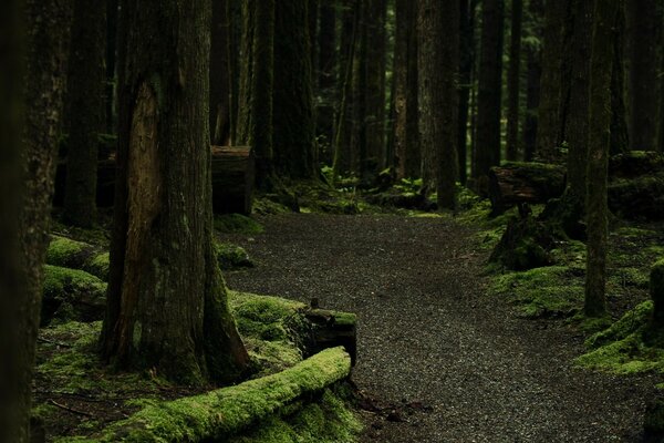 Bosque antiguo nocturno con musgo