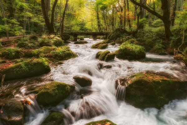 Ein Fluss fließt durch einen dichten Wald