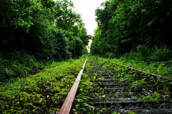 Nature, landscape, forest and trees