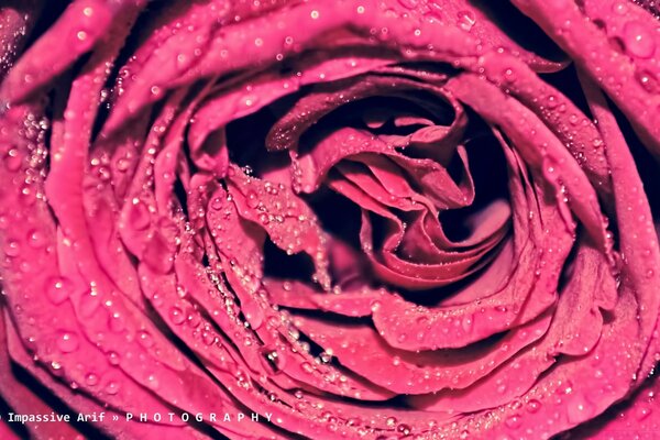 Rose ist die Blume der Liebe und der Romatik