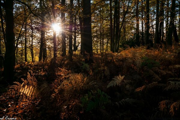 Alberi di paesaggio autunnale nella foresta