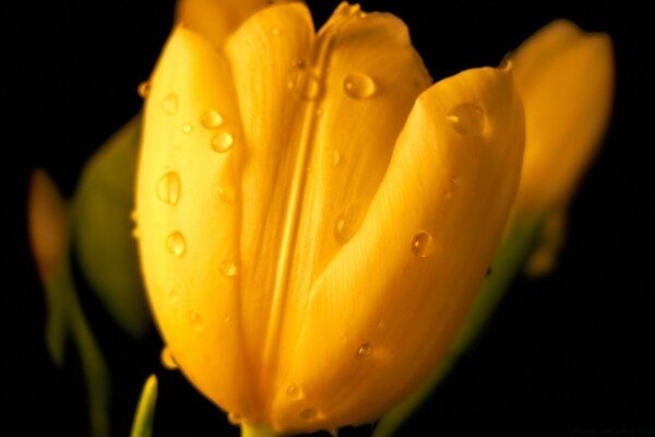 Dew drops on a yellow tulip