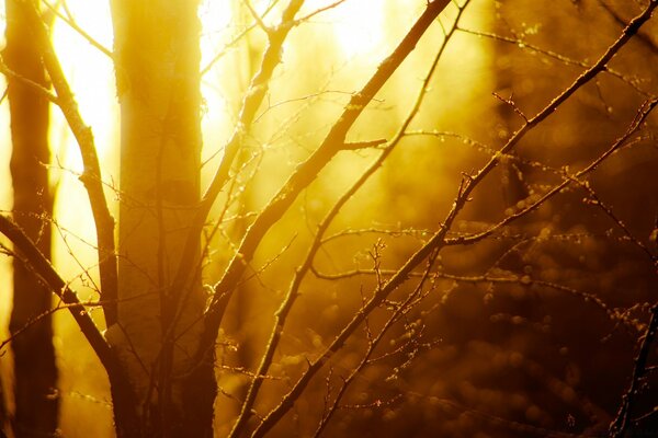 Il sole dorato della foresta autunnale