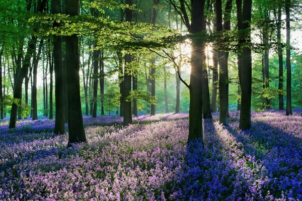 El silencio de las flores es secreto durante siglos