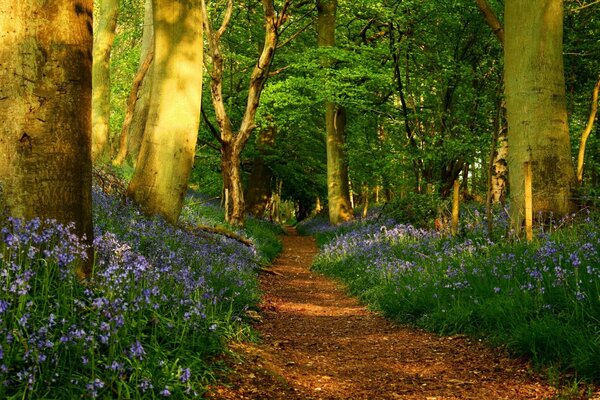 Schöne Landschaft mit Bäumen und Blumen