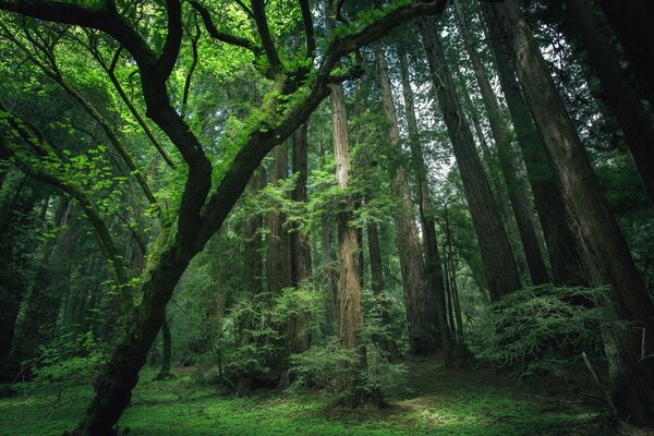 Die stärksten Bäume der Natur in der Welt