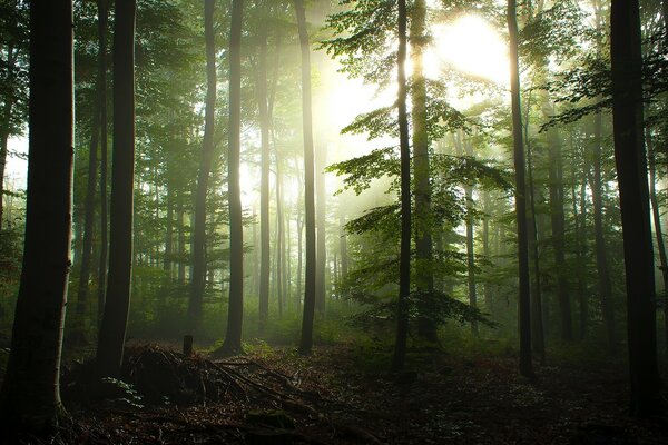 Misty morning forest at dawn