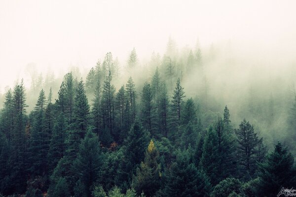 Coniferous forest in thick fog