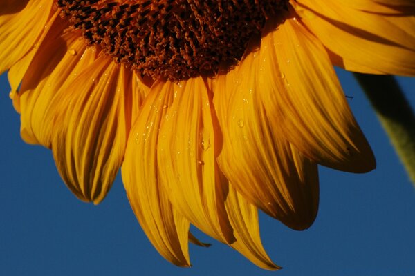 Nature, sunflower flower on the sky background