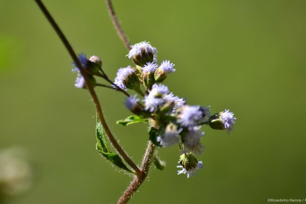 Sobre un fondo verde, una rama con flores pequeñas de color púrpura