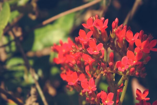 The image of a flower in the form of a bright inflorescence