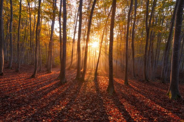 Fabulous autumn forest in all its glory