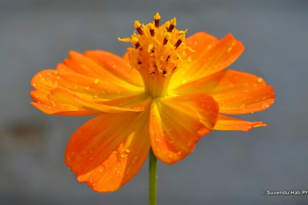 Eine leuchtend orangefarbene Blume hat sich aufgelöst