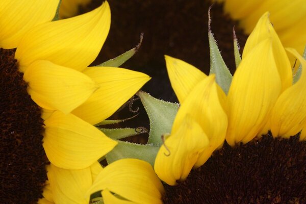 Sunflowers brightness of outgoing joy