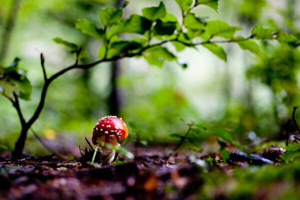 Mushroom in the autumn forest