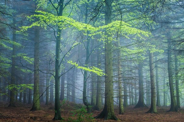 Der Wald und die Stille sind für eine Ewigkeit geheim