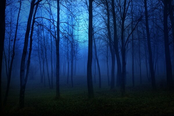 Night forest landscape before dawn