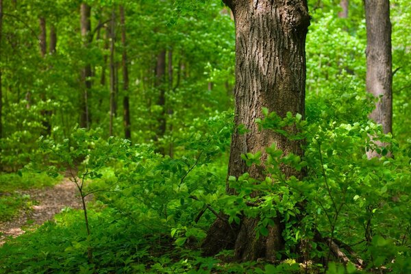 Un gran árbol en el bosque verde