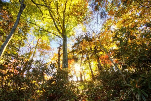 Cime degli alberi dal basso verso l alto della foresta autunnale