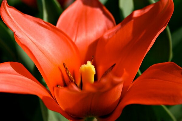 Fuego rojo en la flora mundial