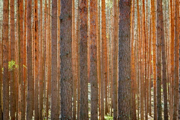 Slender tall pine trees wall