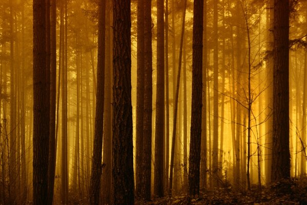 Sonnenuntergang im märchenhaften Herbstwald