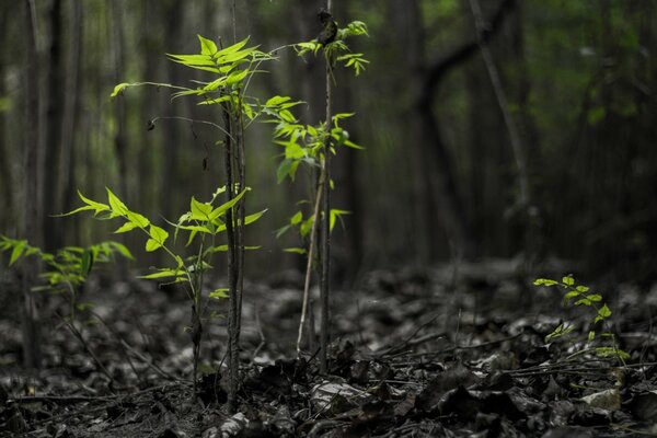 Giovani ramoscelli sullo sfondo della foresta