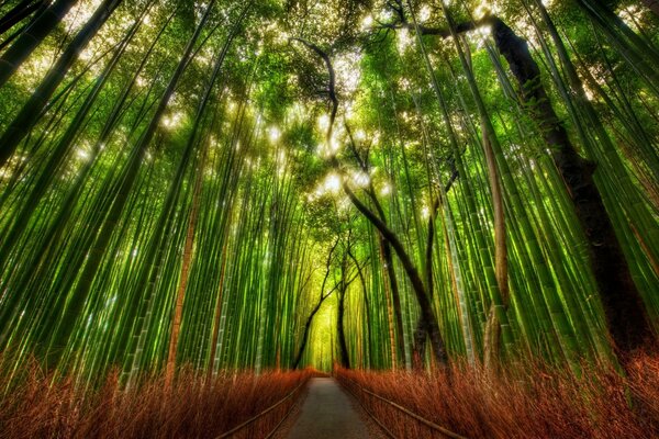 Nature, arbres dans la forêt