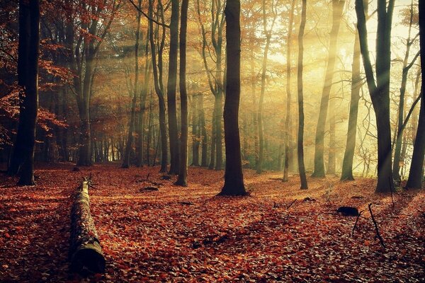 Light breaks through the tree trunks