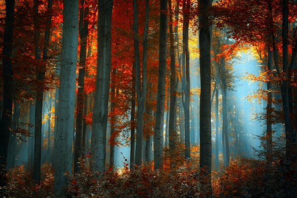 Niebla de otoño en el bosque de la mañana