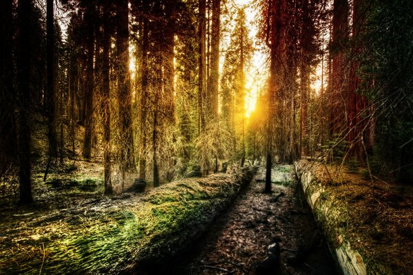 Nature, paysage d arbres dans le parc